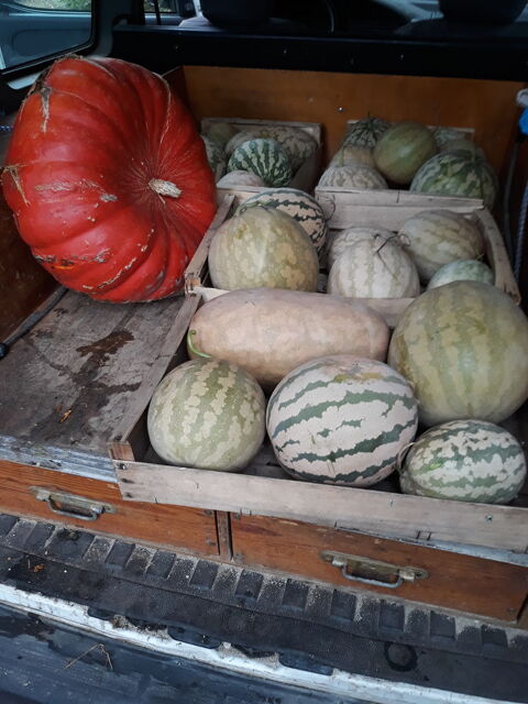 melons confiture 1 Cissac-M�doc (33)