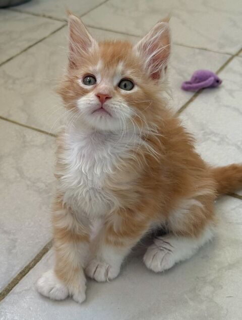 Maine coon loof polidactyl - gros gabarit - prestigieuses origines- 1590 66450 Pollestres