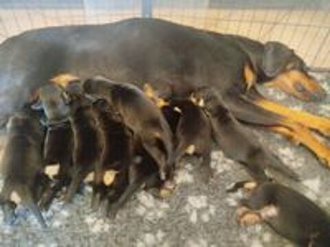   Chiots Dobermans  