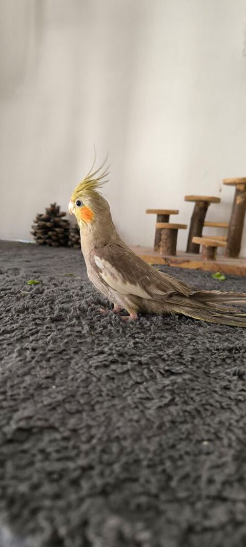 Calopsitte eam 80 83260 La crau