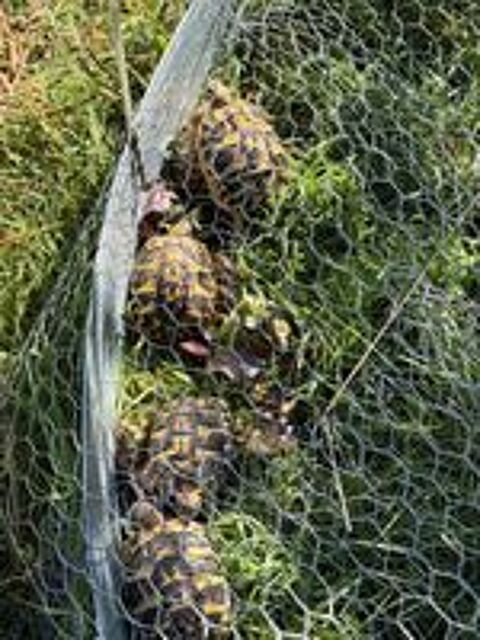   Tortues de terre Juveniles de 2025 