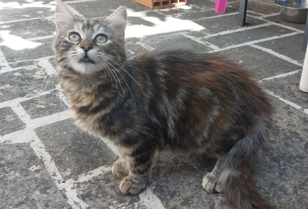   Chatons cherchent famille pour adoption responsable 