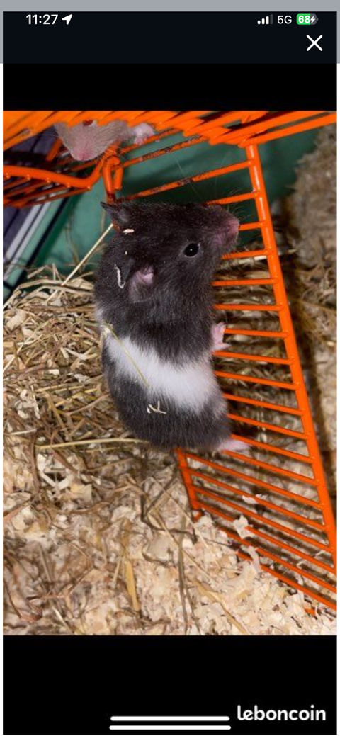 Hamsters dor 80400 Ham