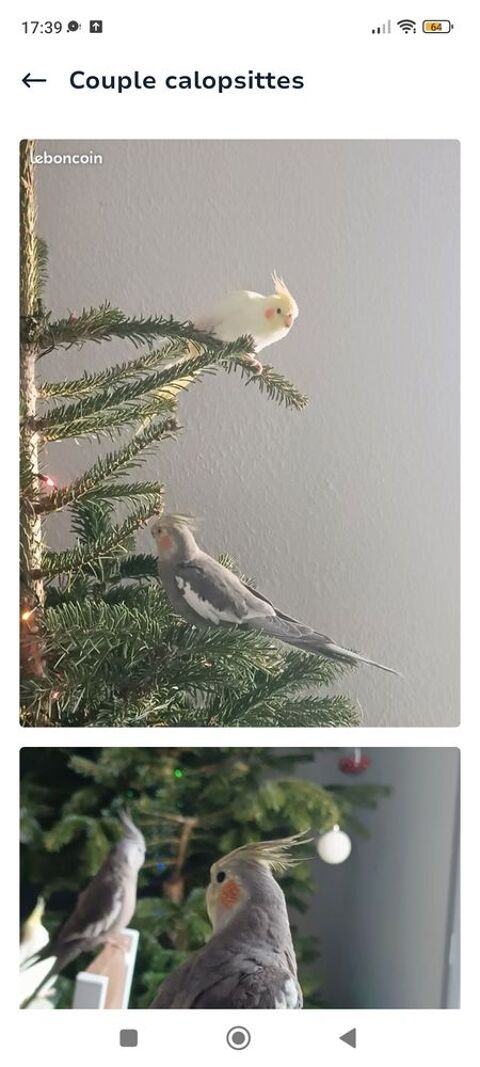 Couple calopsittes  100 34800 Clermont-l'hrault
