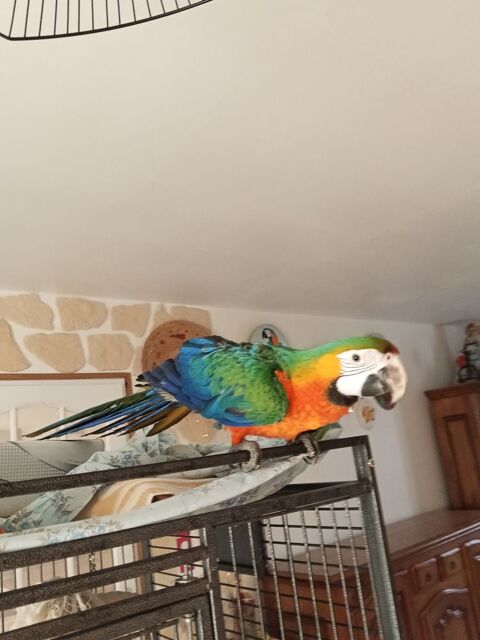 Perroquet+ara+Catalina 1600 47110 Dolmayrac