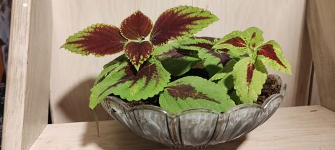 Coleus 12 Bess�ges (30)