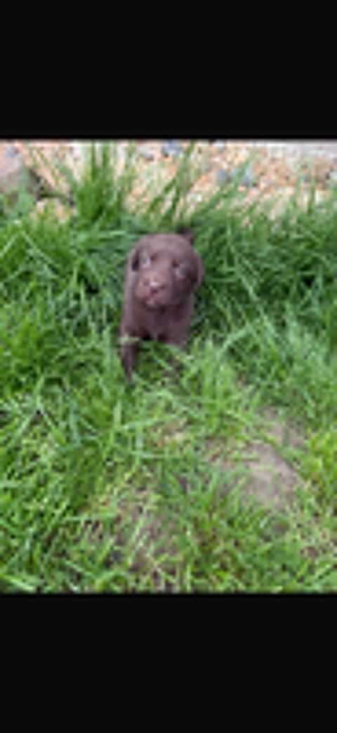   Chiot labrador chocolat 