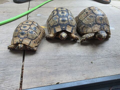 Tortues terrestres 250 69005 Lyon
