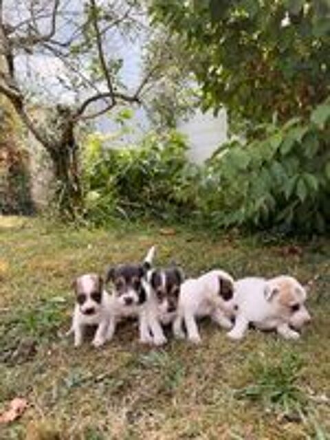   Chiots Jack Russel 