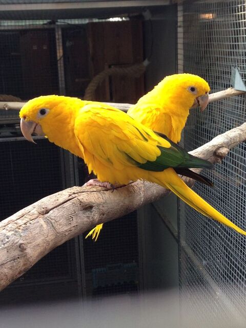 Conure dorée. 1500 95610 ragny