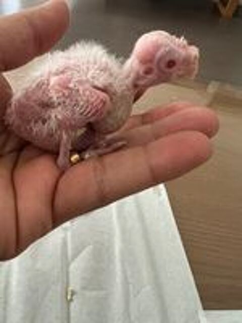   Perruche albinos  