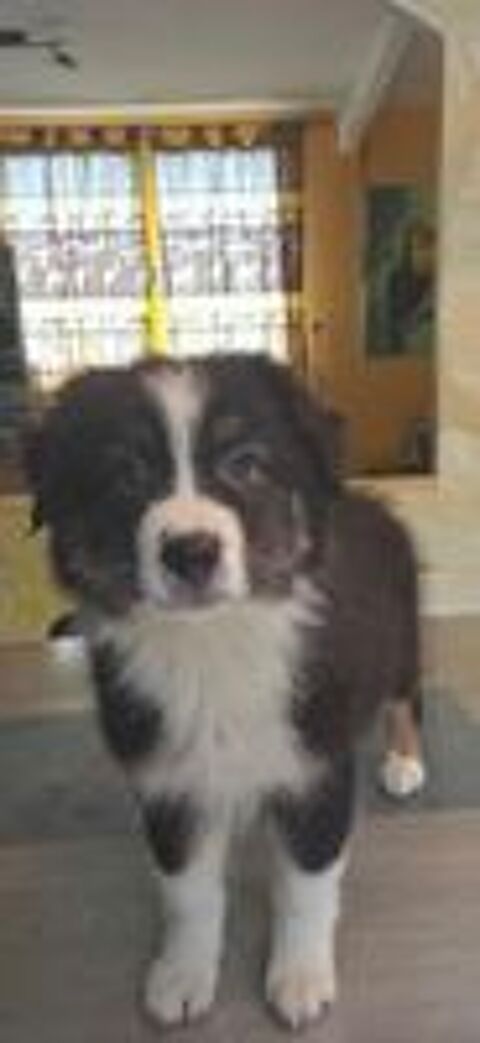  chiot berger australien disponible 