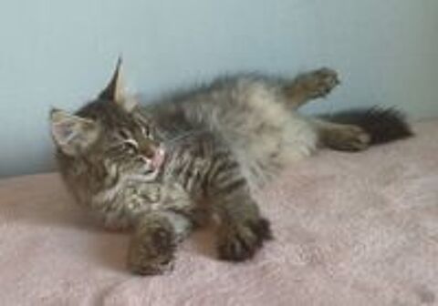   CHATONS MAINE COONS MALES ET FEMELLES 