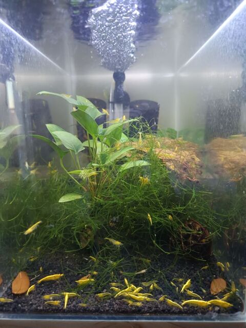 Crevettes divers 10 94380 Bonneuil-sur-marne