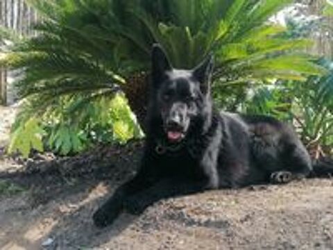   Chiots berger allemand noir  