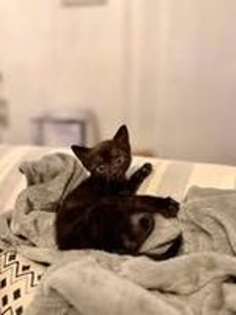  Chat LOUSTIC à l adoption 