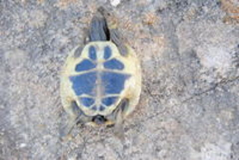   Tortue de terre  