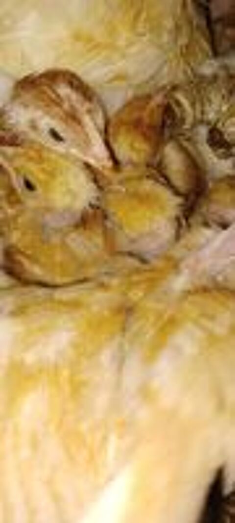   bonjour j'ai des poussins vaccinés rousses de 5 semaines epinay sur seine appelles moi pour commander au 0669029467 