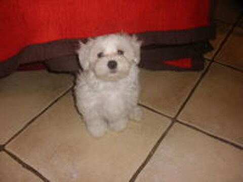   Magnifiques chiots bichons maltais. 