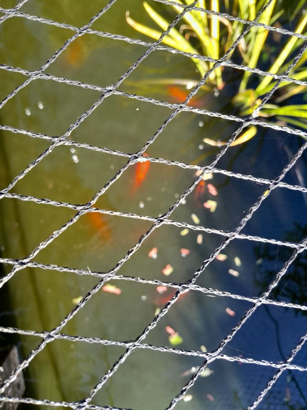   POISSONS ROUGES 