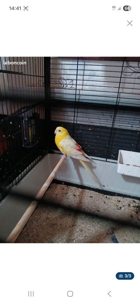 Croupion m&acirc;le 35 59280 Armenti�res