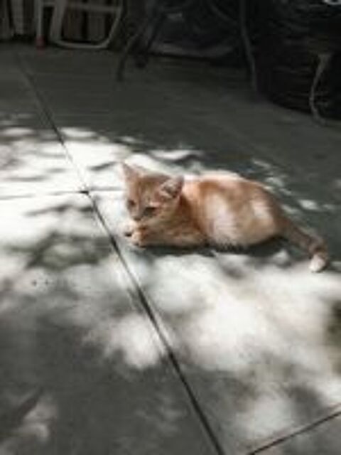   chatons a adopte 