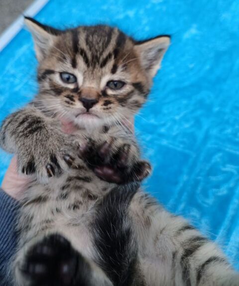 Chaton 80 24410 Festalemps