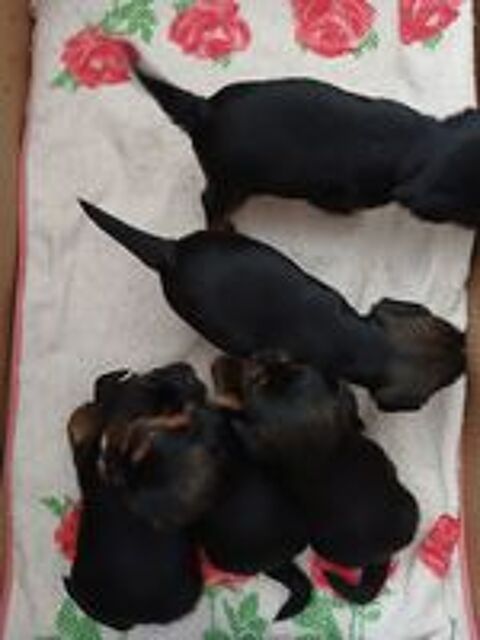   5 petits loulous yorkshires disponibles  . 