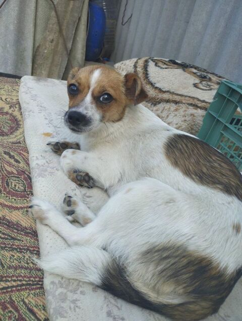 ZOE    au refuge en ukraine 0 75018 Paris