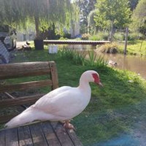   Canards de barbarie 
