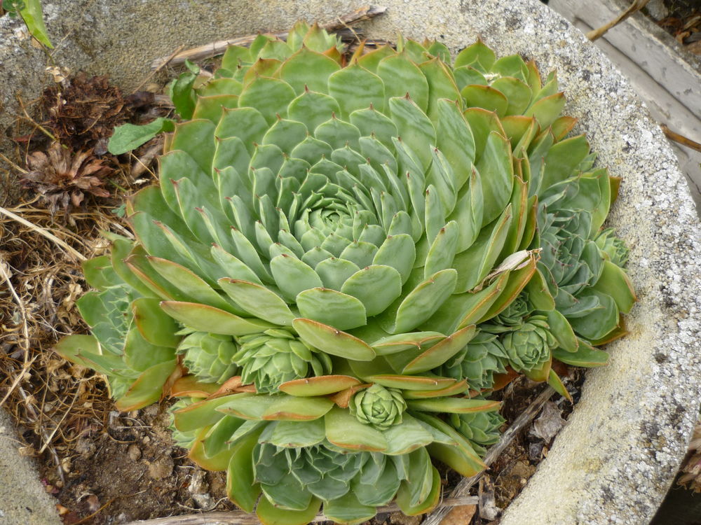 Joubarde Jardin