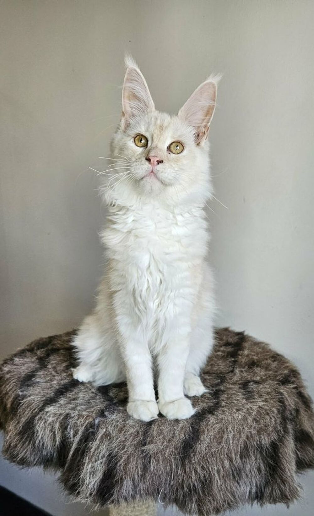   Chaton maine coon loof 