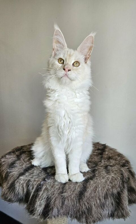 Chaton maine coon loof 1300 77640 Jouarre