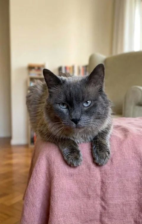 Minou gentil chat 6 ans cherche adoptants 150 11000 Carcassonne