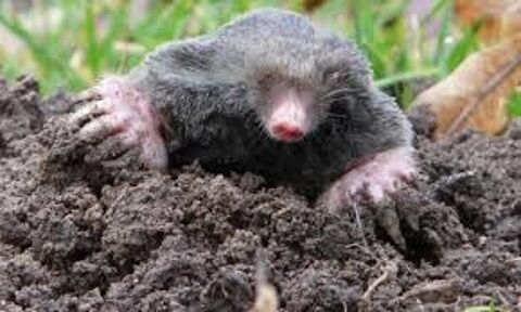 taupier prof. 90 Menditte (64)