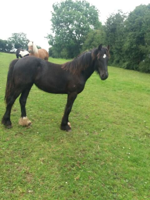 POULICHE GYPSIAN FRISON/IRISH COB
80135 Oneux