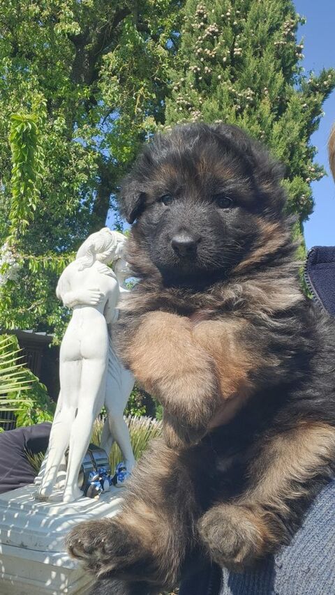 CHIOTS BERGER ALLEMAND LOF poils longs 51370 Ormes