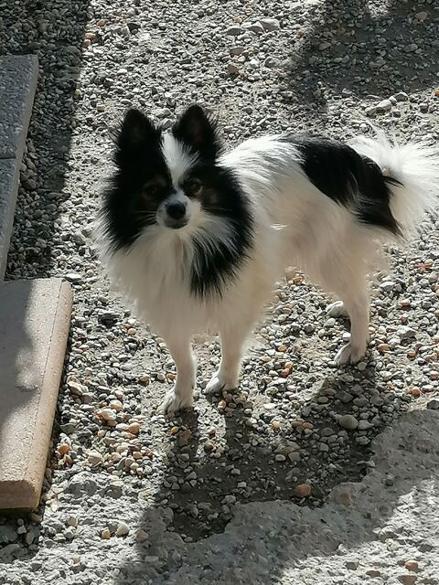 spitz  femelle  adulte  lof 480 17400 Saint-denis-du-pin