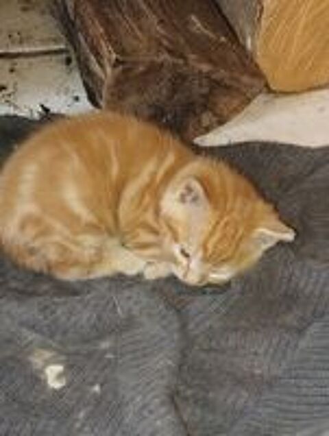   Donne chaton mâle  