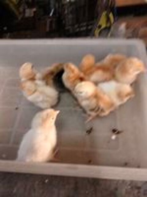   Poussins de 2 semaine  