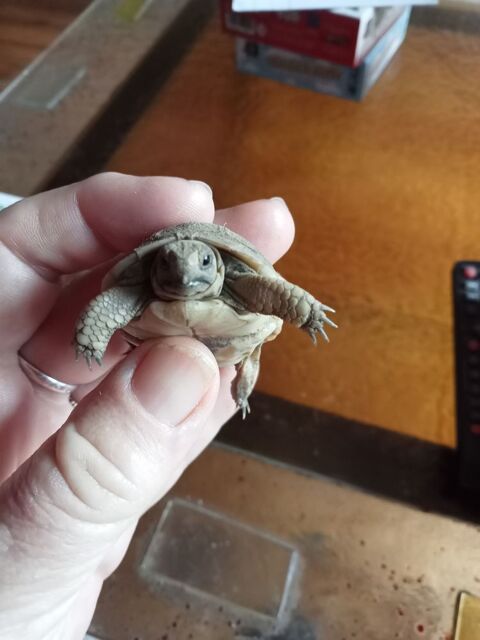 Bébés tortues 40 34800 Aspiran