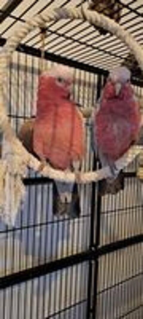   2 Cacatoès Rosalbin Femelles + Cage complète (avec jouets). 