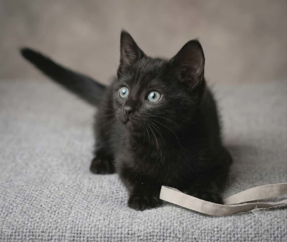   Panthere chaton femelle 2 mois cherche famille 