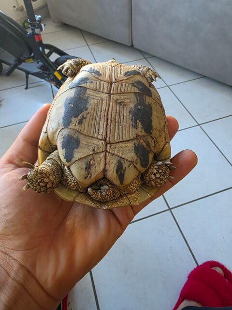Tortue hermann femelle 200 42420 Lorette