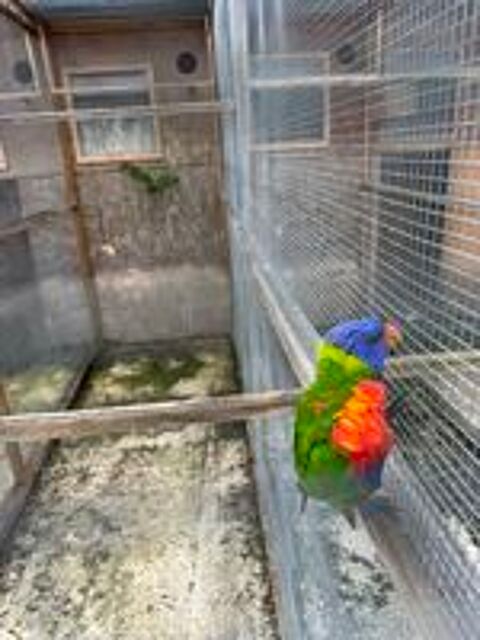   Couples de oiseaux reproducteurs 