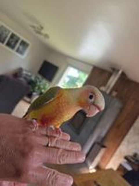   Conure molinae ananas eam  
