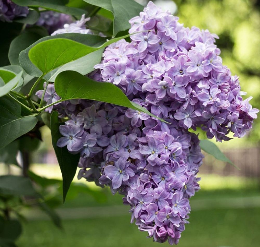 30 Graines de Lilas ( vieux plant ) tr&egrave;s odorant :) Jardin