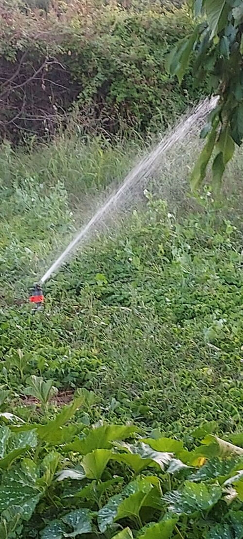 Pompe d arrosage Jardin