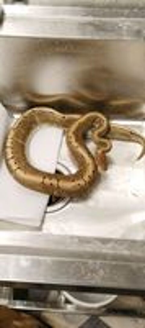   Divers serpent disponible  