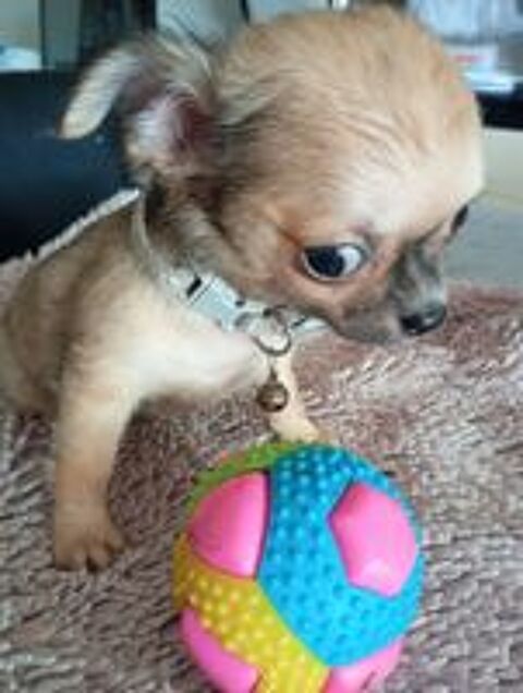   Très jolie portée de chihuahuas issue de parents lof 